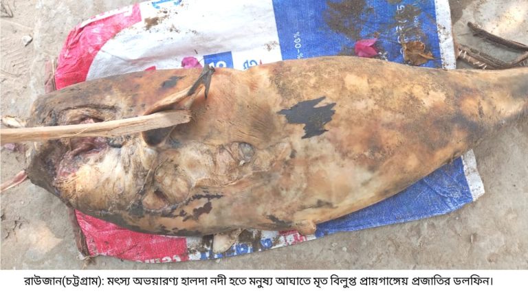 হালদায় ৪৪ তম মৃত গাঙ্গেয় প্রজাতির ডলফিন উদ্ধার