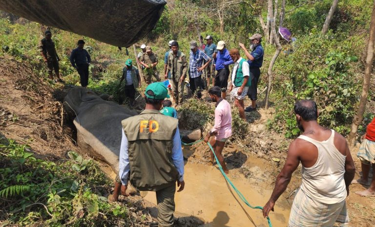 বাঁশখালীতে কাদায় আটকে পড়া হাতিটিকে আর বাঁচানো গেল না