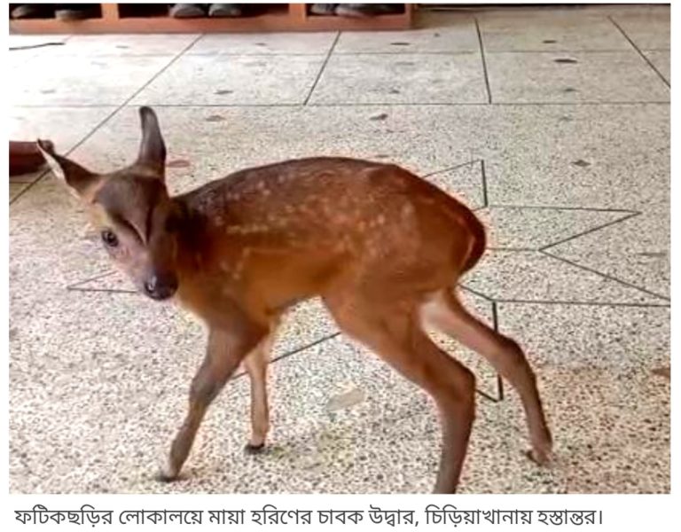 ফটিকছড়ির লোকালয়ে মায়া হরিণের শাবক উদ্ধার, চিড়িয়াখানায় হস্তান্তর 