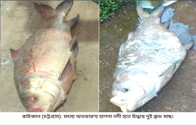 হালদা নদীতে দূষণের করুণ পরিণতি: ভেসে উঠল দুটি বৃহৎ কাতলা মাছের মৃতদেহ