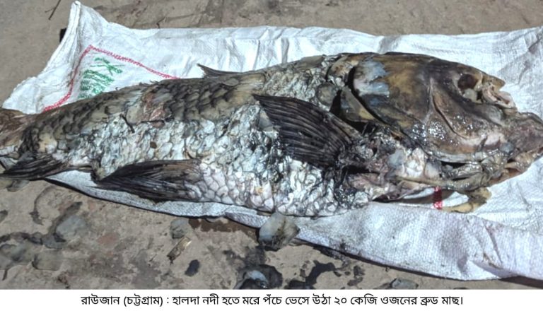 হালদা নদী থেকে ২০ কেজি ওজনের মৃত কাতলা মাছ উদ্ধার