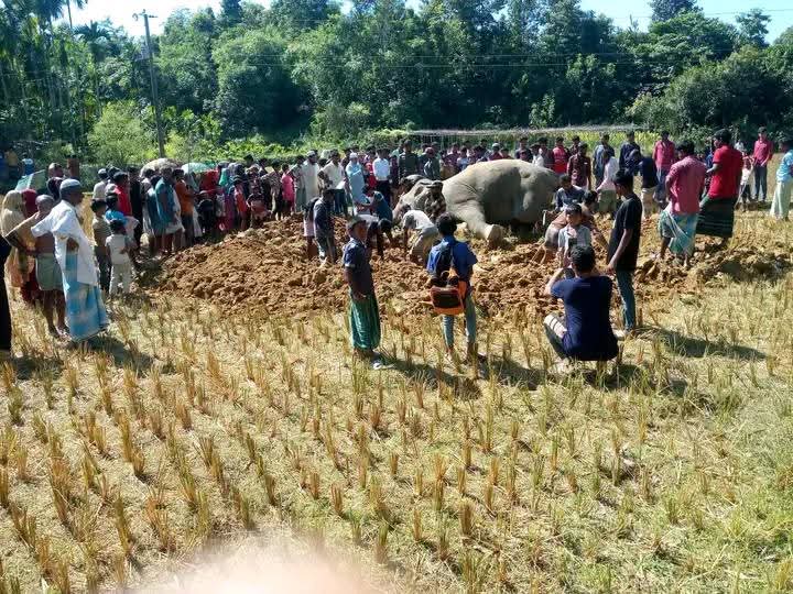 উখিয়ায় লোকালয়ে পড়ে আছে মৃত হাতি