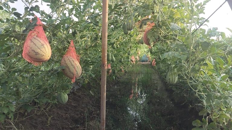 সাতকানিয়ায় বারোমাসি তরমুজে কৃষকের মুখে হাসি 