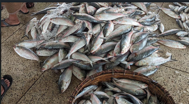 দেশজুড়ে শুরু জাটকা ইলিশ আহরণে নিষেধাজ্ঞা, চলবে আগামী ৩০ জুন পর্যন্ত