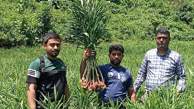 বাঁশখালীর পাহাড়ে বাড়ছে আদার বাণিজ্যিক চাষ, আশাতীত ফলনে খুশি চাষীরা