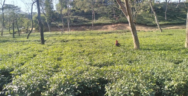 নতুন বছরে বাঁশখালীর বৈলগাঁও চা বাগানের উৎপাদনের লক্ষ্যমাত্রা সাড়ে ৪ লাখ কেজি