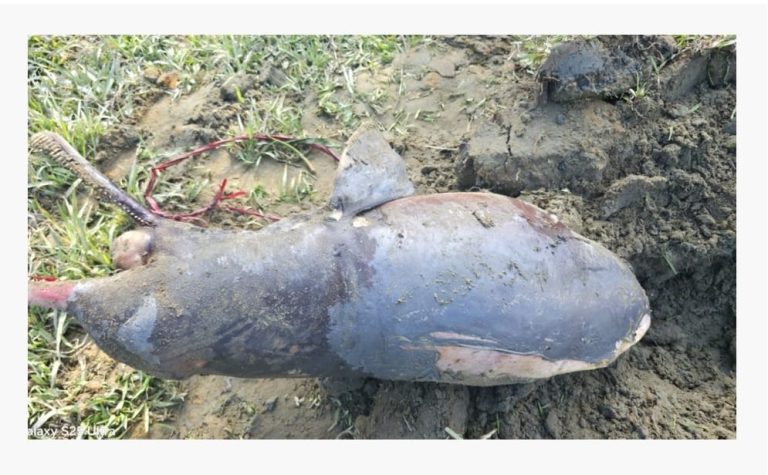 হালদা নদী হতে আবারো মৃত ডলফিন উদ্ধার