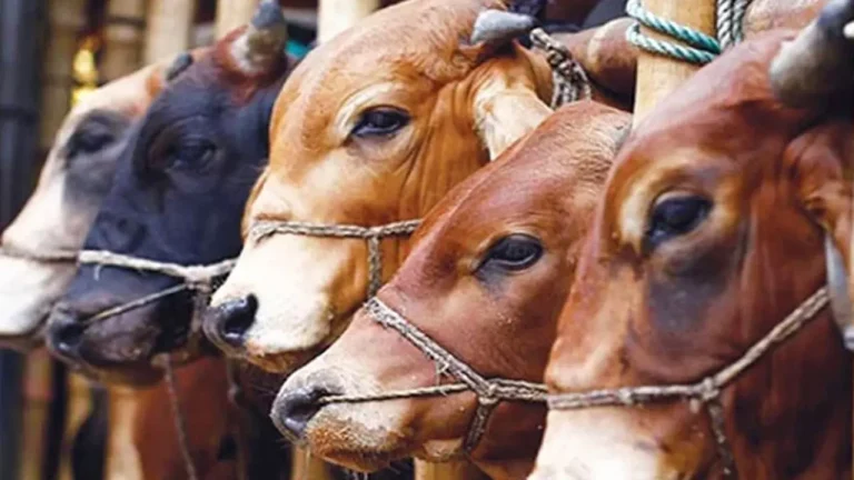 আসন্ন ঈদুল আজহা উপলক্ষে চট্টগ্রামে ১৬টি অস্থায়ী হাট বসাবে চসিক