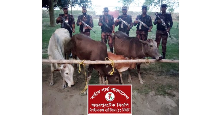 চাঁপাইনবাবগঞ্জ সীমান্তে ৫৩ বিজিবির অভিযান: ৪টি ভারতীয় গরু জব্দ