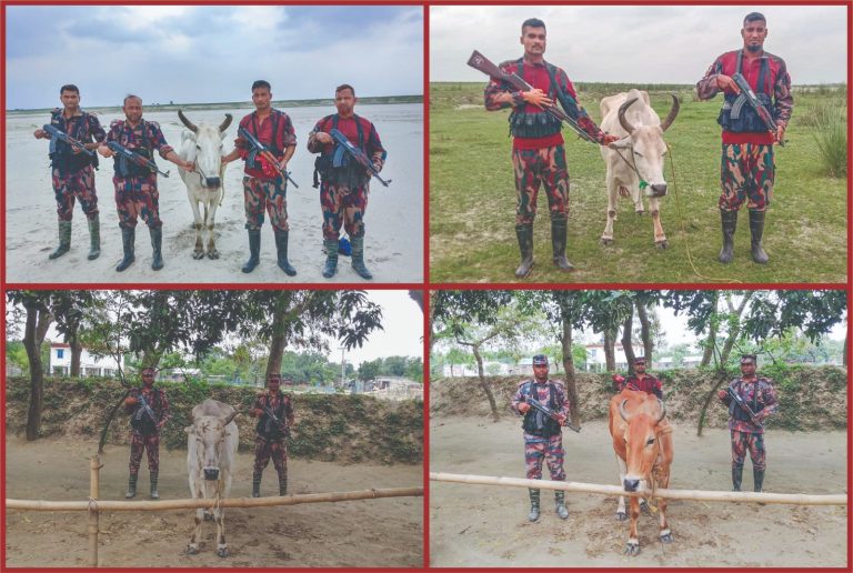 চাঁপাইনবাবগঞ্জ সীমান্তে ৫৩ বিজিবির পৃথক অভিযানে ৪টি ভারতীয় গরু জব্দ